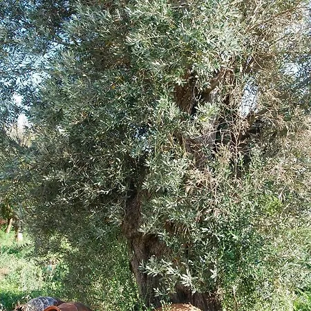 Vila Naxos Vorto