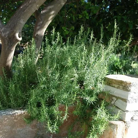 Naxos Vorto Dhamarionas